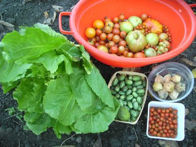 letzte_Tomaten_und_anderes.jpg