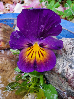 Viola tricolor Sämling alte Blüte.jpg