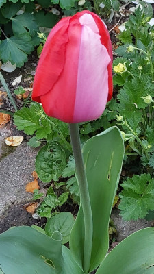Darwin Tulpe