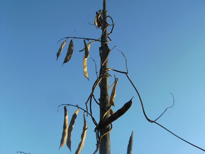 Oktoberhimmel_mit_Bohnen.jpg