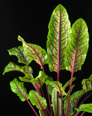 Rumex_sanguineus.jpg