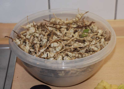 stachys.JPG