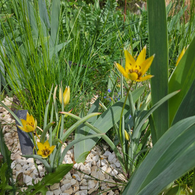 Tulipa orphanidea flava 20250419_160000.jpg