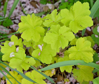 Heuchera-gelb-Apr2225_009.jpg