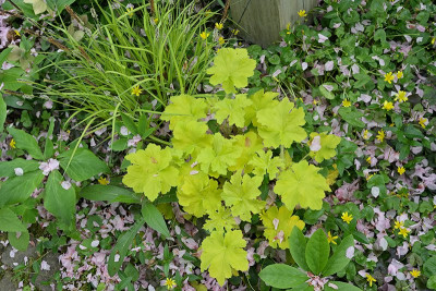 Heuchera-gelb-Apr2225_011.jpg