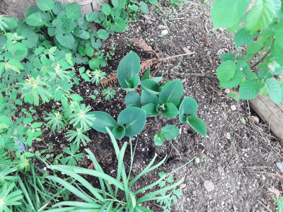 Hosta Halcyon