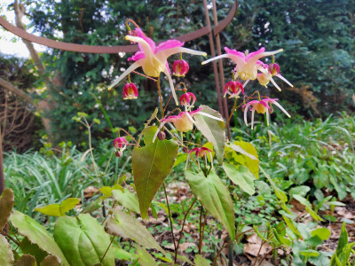Epimedium x Yokihi.jpg