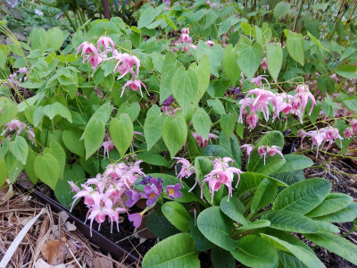 Epimedium grandiflorum Akagi Zakura 3.jpg