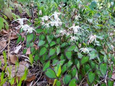 Epimedium grandiflorum Bandit .jpg