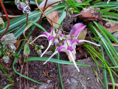Epimedium Rotkäppchen 1.jpg