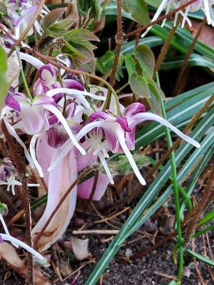 Epimedium Rotkäppchen 2.jpg