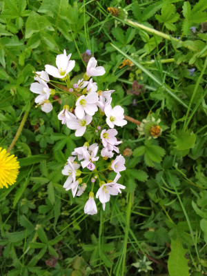 Wiesen-Schaumkraut