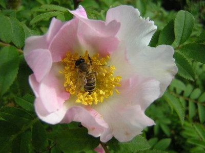 Rosa_Roxburgii2a.JPG