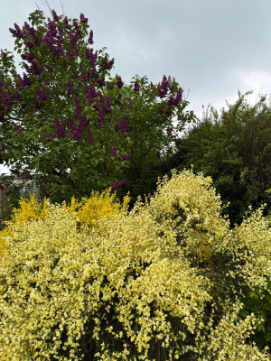 Cytisus cv. im Hintergrund Syringa