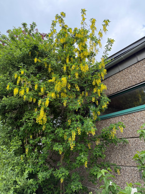 Laburnum anagroides