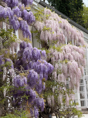 Wisteria cv.