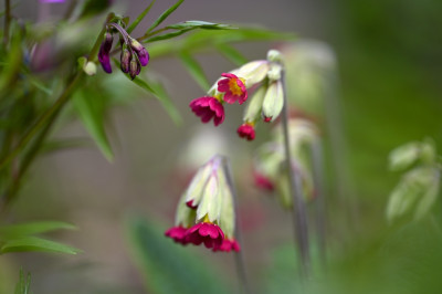 Primula veris