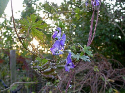 Aconitum_Schlingel_19.10.08.jpg