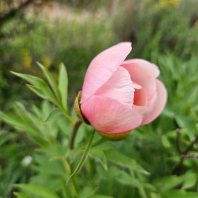 Paeonia Saunders 'Nosegay' 20250421_142129.jpg