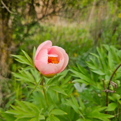 Paeonia Saunders 'Nosegay' 20250421_142159.jpg