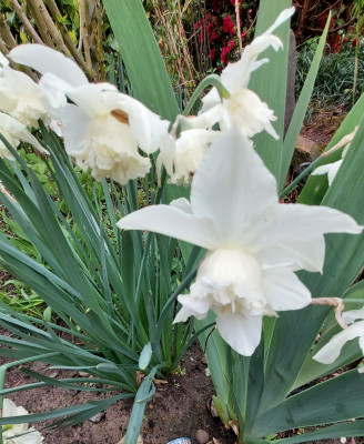 White Marvel