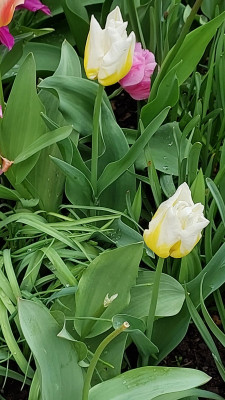 Flaming Agrass