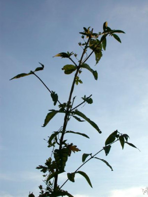 Aconitum_in_Buddleia_19.10.08.jpg