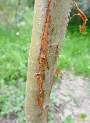 Rinde-Apfelbaum3.jpg