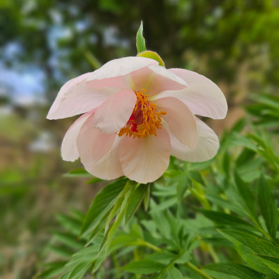 Paeonia Saunders 'Nosegay' 20250423_145227.jpg