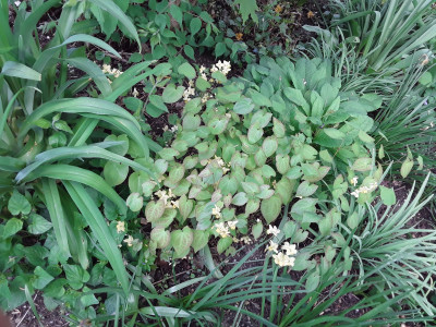 Epimedium Sulphureum