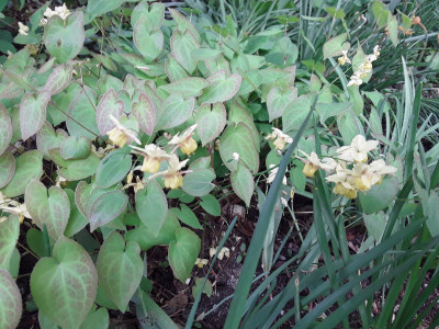 Epimedium Sulphureum