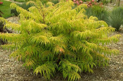 RHUS_typhina_TIGEREYES.jpg