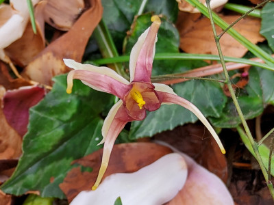 Epimedium Beet rechts, li.v. farg.weiß 1.jpg