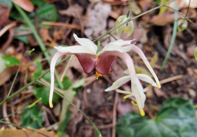 Epimedium Beet rechts, li.v. farg.weiß 2.jpg