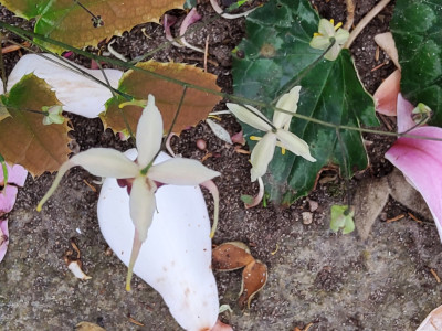 Epimedium Beet rechts, li.v. farg.weiß 3.jpg