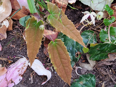 Epimedium Beet rechts, li.v. farg.weiß 4.jpg