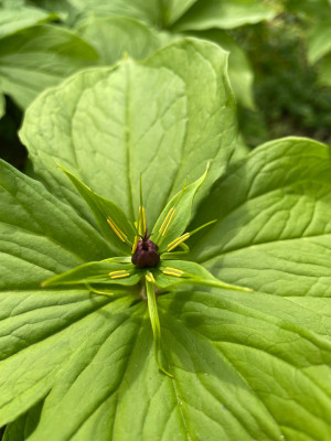 Parus quadrifolia close up April 2025.jpg