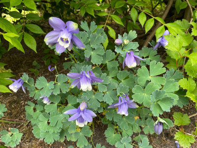 Aquilegia Flabellata 'Nana' April 2025.jpg
