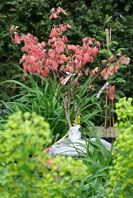 Acer-shirasawanum-Apr2225_017.jpg