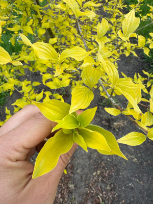 Aurea im Vergleich zu sunshine