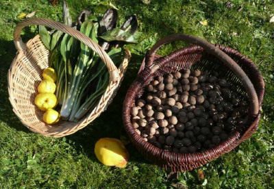 ernte_081020.jpg
