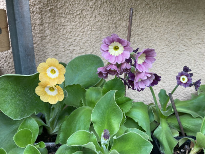 IMG_0328.jpeg