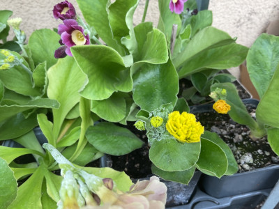 IMG_0314.jpeg
