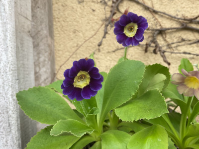 IMG_0316.jpeg