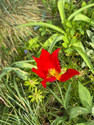 IMG_6562.jpeg