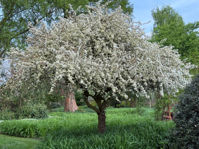 Malus (angeblich Tina)