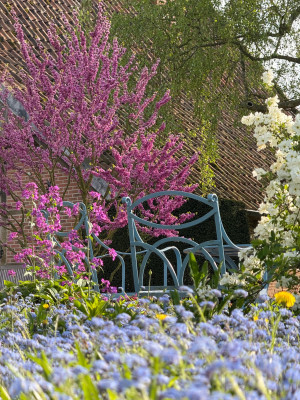 Cercis, Lunaria, Myositis
