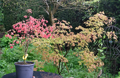 Acer-shirasawanum-Apr2425_003.jpg