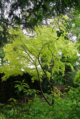 Acer-Orange-Dream-Apr2425_005.jpg