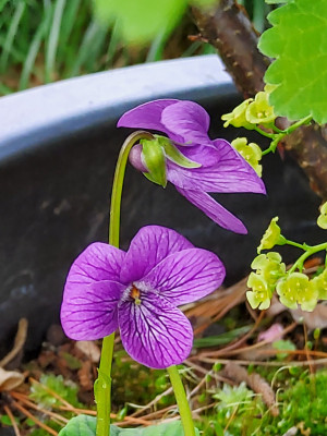 Viola kamtschadalorum.jpg